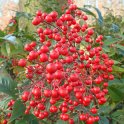 Nandina domestica fruit P3 P14